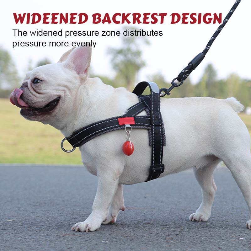Hondenhalsband + gratis bijpassende riem 1,5 m x 1.0